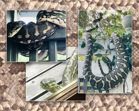 Accepting the Reptiles in My Ceiling: An Evolution from Dread to Respect